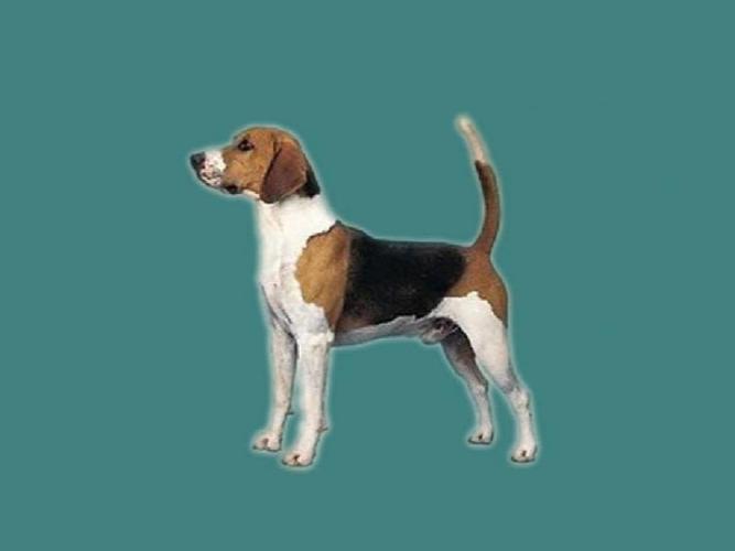 大英法三色犬是最流行的大型法国猎犬,这种猎犬在某种程度上是普瓦图