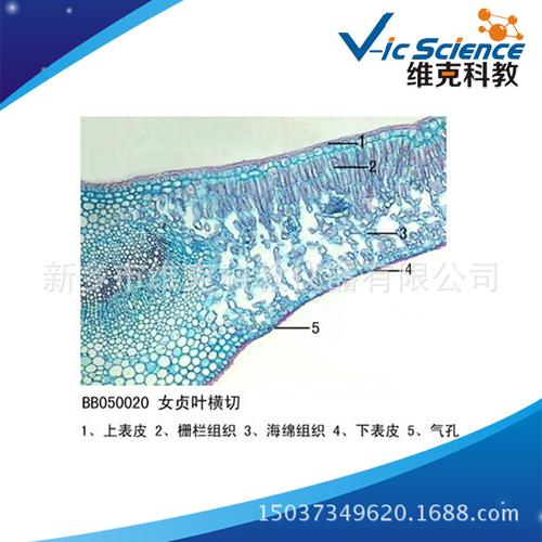 女贞叶横切