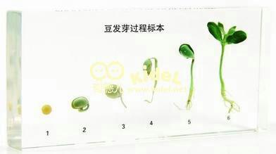 绿豆种子的萌发和生长过程手抄报关于竹子的手抄报