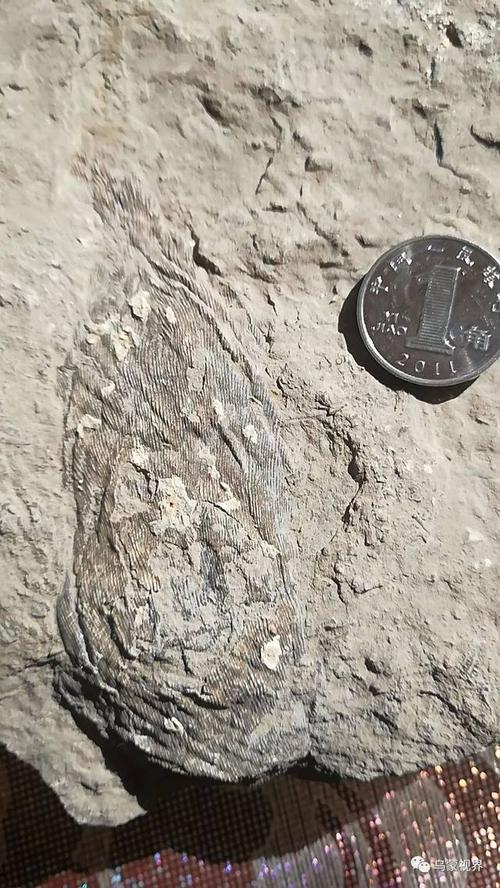 海绵化石 0 3 植物化石  发现两种疑似植物化石,化石专家初步认为是