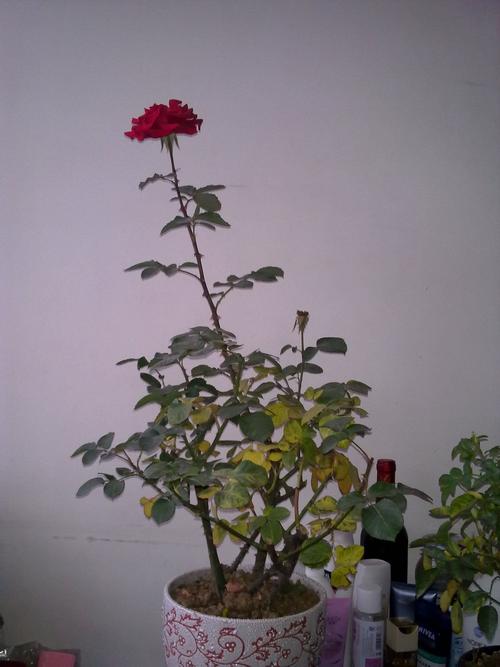 盆栽的玫瑰花叶子黄了,求大神指点.