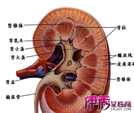 由于泌尿系统的梗阻导致肾盂与肾盏扩张,其中潴留尿液,统称为肾积水.