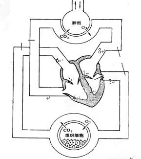 根据下面人体血液循环和气体交换示意图,回答下列问题: (1)写出