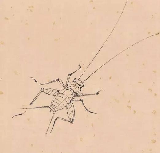 跟着张铨画白描新书推荐:白描草虫