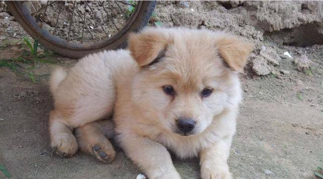 1,泰迪犬寿命:10-15年性格:聪明,活泼,外向泰迪犬身体好像住着个人