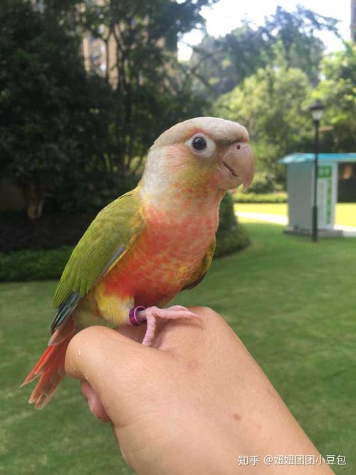 【小太阳鹦鹉】聪明粘人,个性十分调皮,活泼,好奇,亲人,对人的接受度