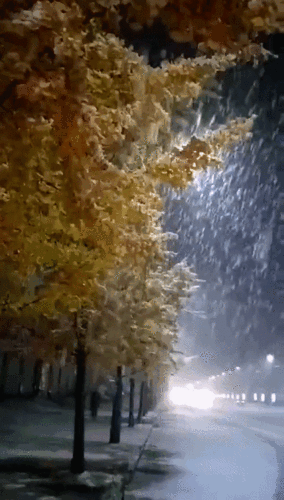 刚立冬,贵州多地下雪,遵义这个地方也下雪了!刷爆朋友