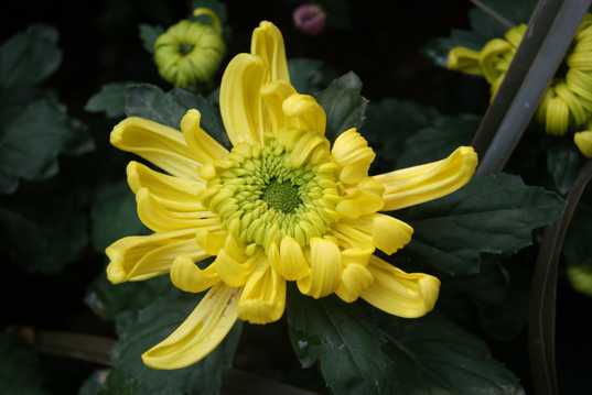 九月九菊花图片