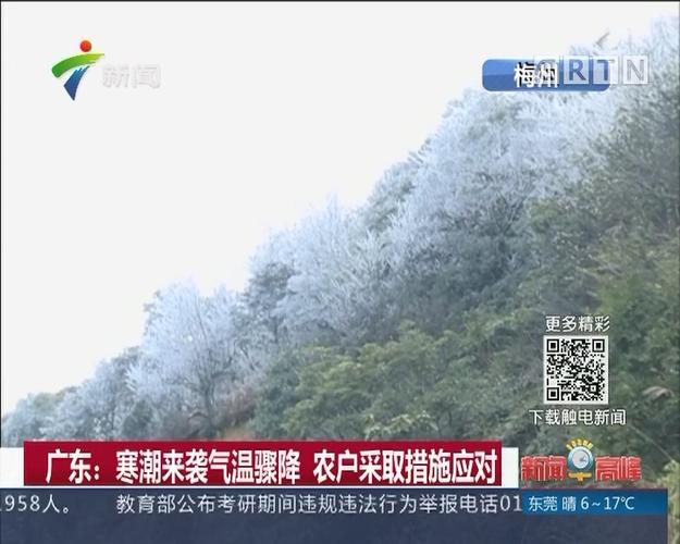 广东:寒潮来袭气温骤降 农户采取措施应对