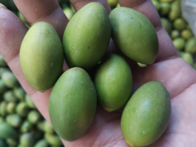 潮汕高档甜种橄榄 特级青橄榄 新鲜生青果 现摘酥脆甘