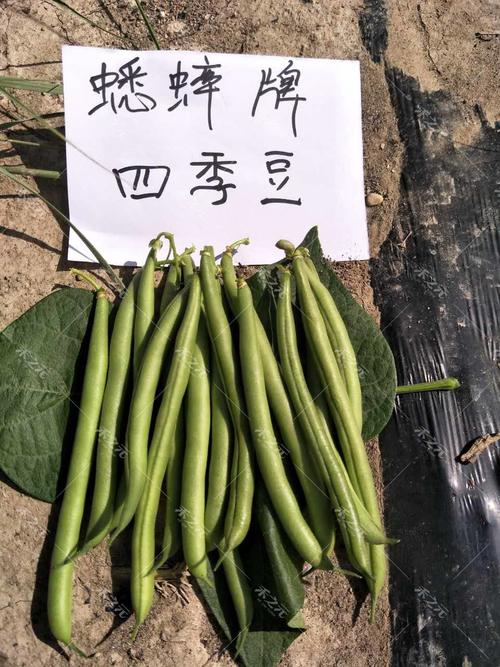 四季豆种子菜豆青早熟无架无筋豆角农家四季春夏秋冬蔬菜种籽孑盆