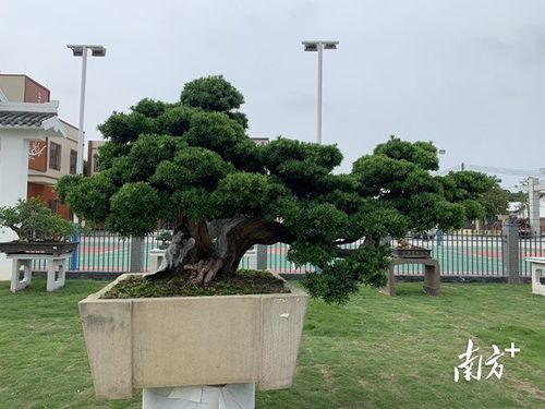 广州花都赤坭数字农业直播节即将开幕 打造盆景直播生态促乡村产业