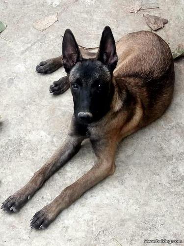 出售纯种精品马犬兴奋度高欲望强