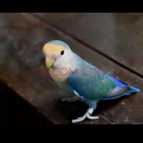 能学说话鹦鹉牡丹鹦鹉黄化玄凤雏鸟幼鸟活体宠物鸟 绿金顶【可学说话