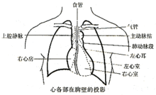 示指和中指并拢,用指腹确定心尖搏动的准确位置,范围,是否弥散,有无