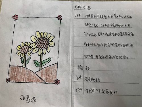 三年三班植物记录卡