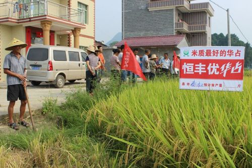 米质与产量完美结合的华占 ―恒丰优华占