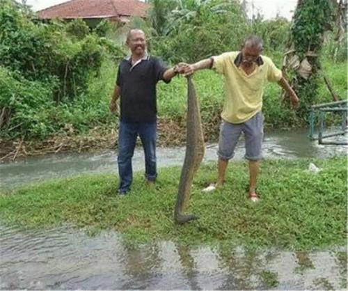 咖喱水蛭?这地方的人天天吃蚂蟥,不要这么恶心好吗?