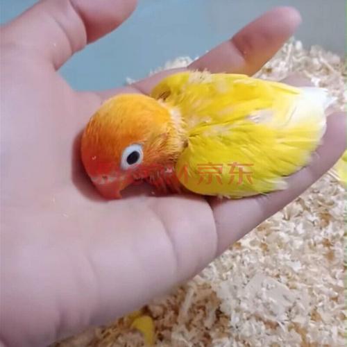 说话鹦鹉牡丹鹦鹉黄化玄凤雏鸟幼鸟活体宠物鸟 黄金丝(雏鸟)手养人鸟