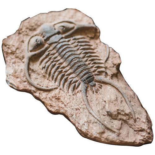 化石是人类史前地质历史时期形成并埋藏于地层中的生物遗体和活动遗迹