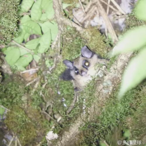 黑白飞鼠它是小型鼯鼠里的"大哥大",牙口比其他小飞鼠好,适应力很强.