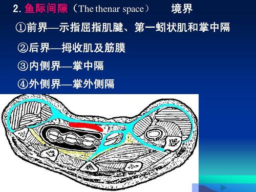 鱼际间隙(the thenar space) 鱼际间隙( 境界 示指屈指肌腱, ①前界