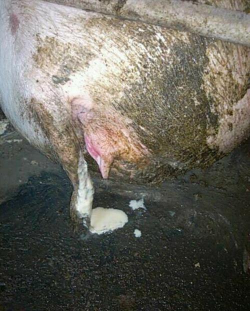 母猪各阶段流产--究竟是什么原因引起的?