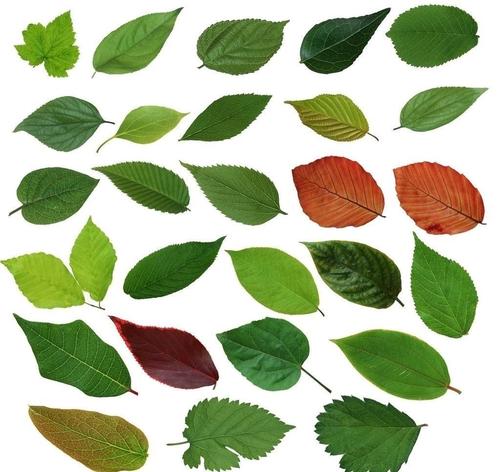 rgb 收藏下载素材 关 键 词: 树叶素材下载,树叶模板下载,树叶,叶子