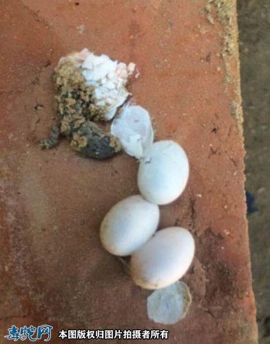 壁虎蛋图片壁虎蛋长什么样子的
