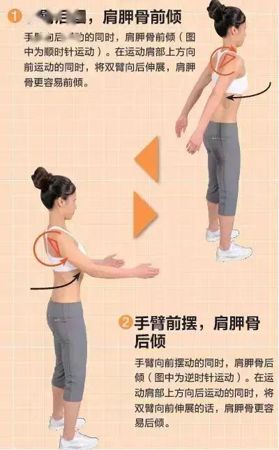 3,肩胛骨,胸椎,肩关节