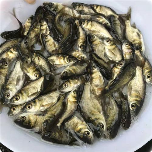 [供方]三角鲂(沙边,油边,扁鱼),专业批发各类优质好鱼苗,成活率高