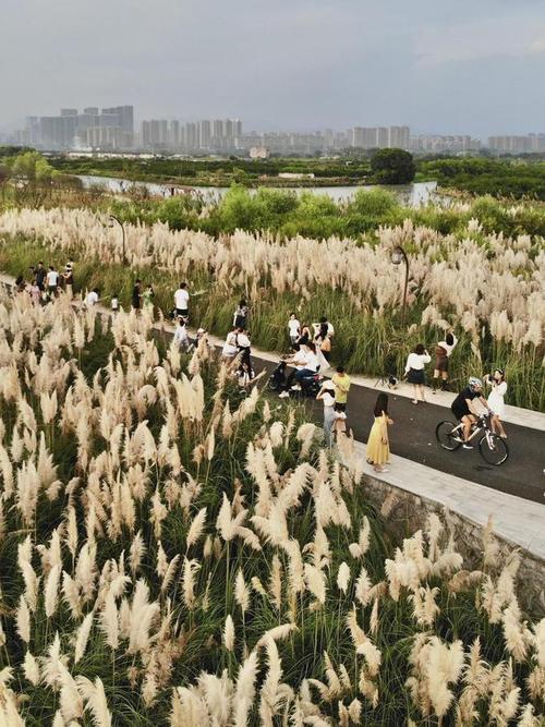 绝美三垟湿地的这片芦苇荡火了国庆一定要去