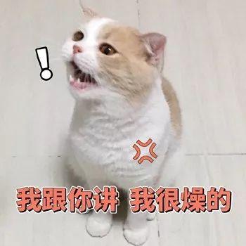 暴躁老喵在线怼人表情包