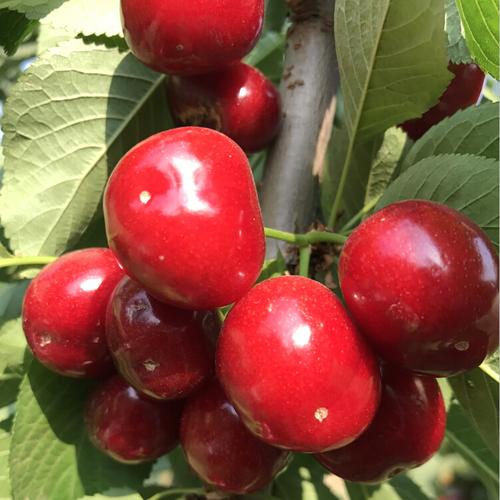 【义明大樱桃专业合作社商铺详情_资料简介-中国网库】