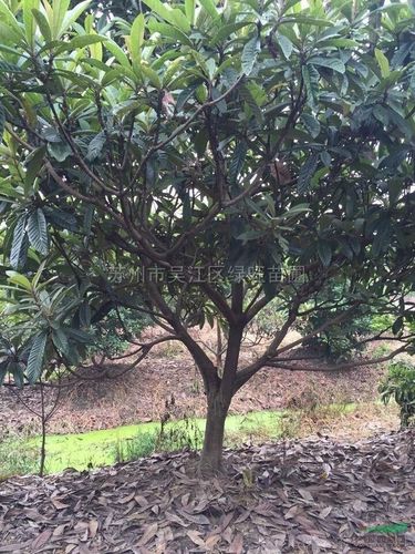 10-15公分枇杷树供应/10-15公分枇杷树图片