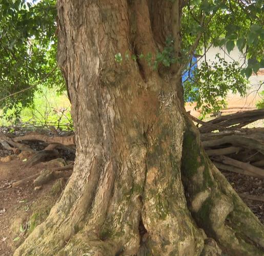 快看!许岭发现一棵百年古树