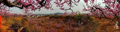 2021年3月27肥城桃花节刘台桃花源景区开园仪式 ● 桃花节启动仪式