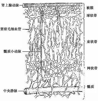 肾上腺髓质