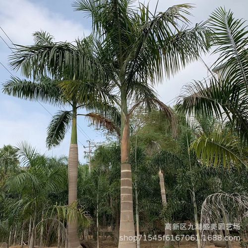 大王棕批发 大王椰价格 大王椰子树基地直供 大王椰子