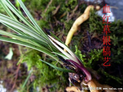 血红草芽,带银白稿艺