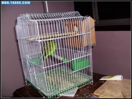 虎皮鹦鹉繁殖箱怎摸制作,应挂在那里?希望有图解说明.