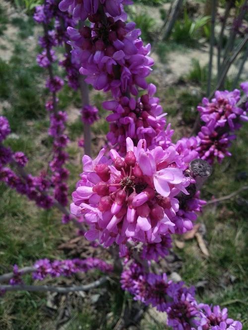 紫荆花图片 紫荆图片 紫荆植物图片