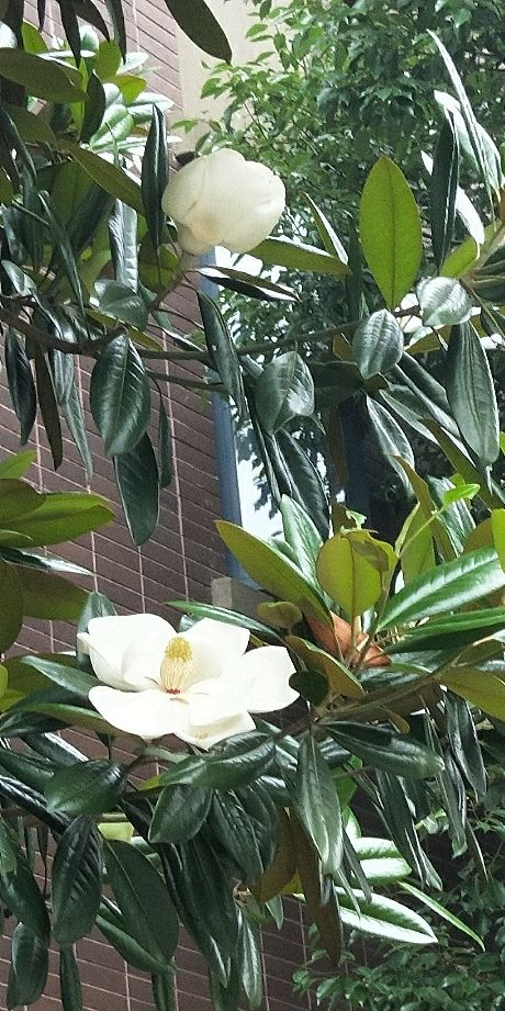 原创橡皮树突然开花,一定是有好兆头!