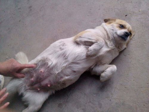 网友救了一条快要死去的怀孕的母狗,小狗出生之后如此