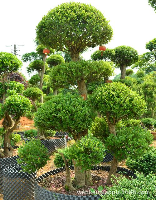 造型榆树