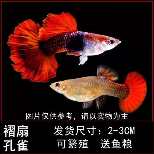 孔雀鱼凤尾鱼小型鱼淡水鱼纯种孔雀鱼清道夫活体好养-b 巴西红扇2对