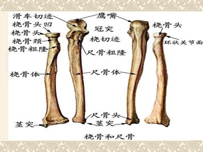 尺桡骨骨折术后功能锻炼