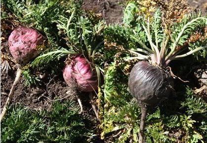 3个男人2个虚,每天饭后来一点它, 补肾壮阳, 让老婆心里乐滋滋"!