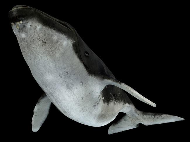 须鲸胃口有多大