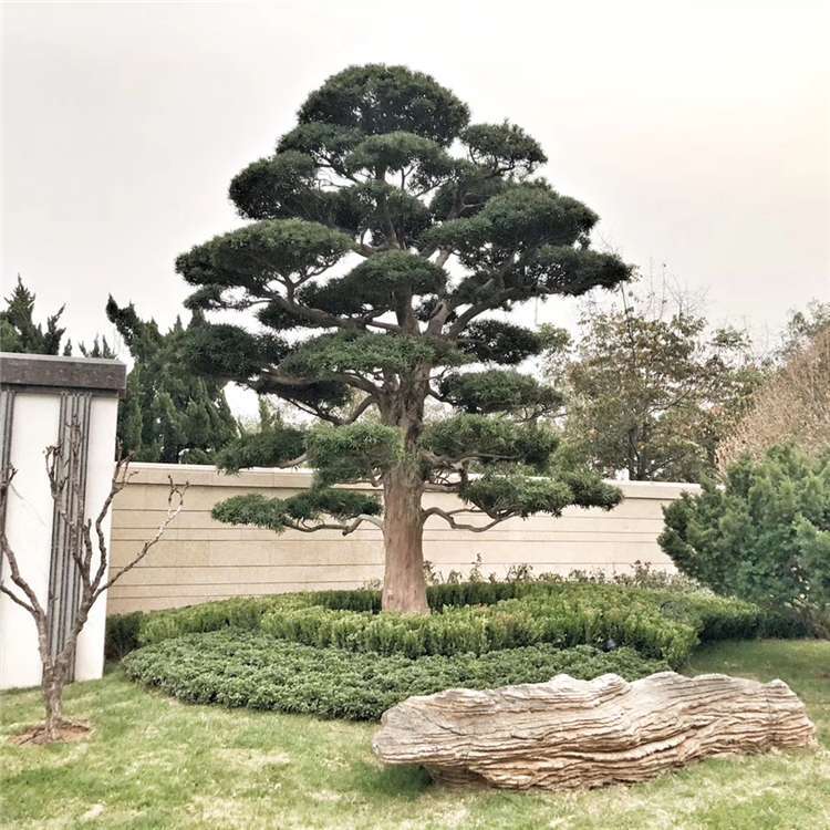 江西日本罗汉松价格